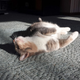 Illustration for article titled My cat thinks shes a pin-up